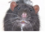 Rat gang-