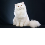 The Cat Mothership