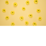 Lily _ Flower <3