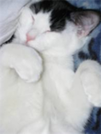 Its time for the cat to be in charge