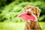 + watermelon +