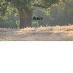 desire-rbx