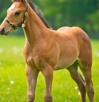 Horse guardian