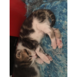 #Freddie