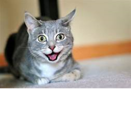 Happycat roleplay