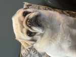Luna Da doggy group X