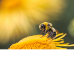 honeybee's hive (hive role-play)