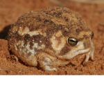 The Rain Frogs