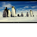 PENGUNS ARE SO CUTEEE