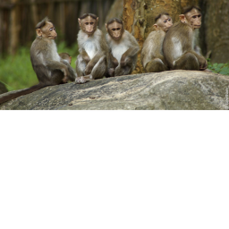 Monke Meeting
