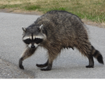 The church of king raccoon
