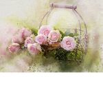 x The Rose Garden x