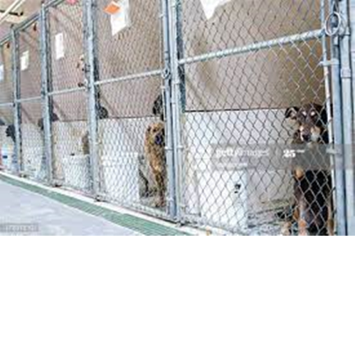 Robloxian Animal Shelter Rp