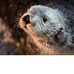 OTTER NATION