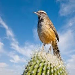 cactus bird icon
