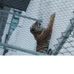 TIGRE TEAM