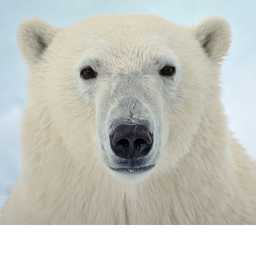 Survival The Polar Bear The Killer