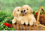 The puppys town