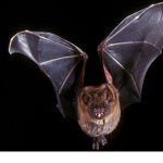 Die Fledermaus