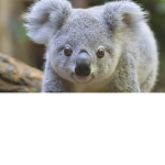 Koala hi people hi koala