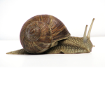 Snails united