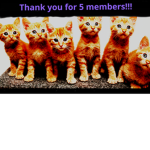 The cat university!