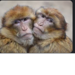 MONKEY COOL STARS