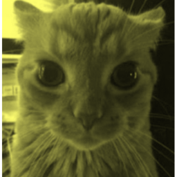 Stare Cat's Sky Tower