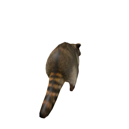 raccoon