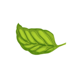 basil on top