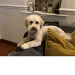 Indi:)