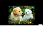 The dog squad <3