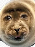 The seal raiders