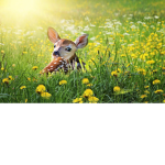 Beby Deers