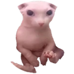 Bingus