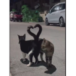 مًًًًسًًًًً نًًًًبًًًتًًًهًًً