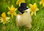 Mr ducky's Group and games