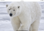 POLAR BEAR FANSS!
