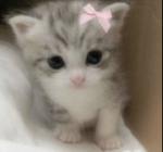 HelloKitty And Friends Obby
