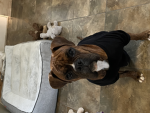 Maxwells Cute Clothes