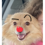 My mini dog