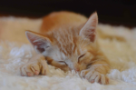 cats are the best!!!! :D