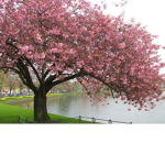 The blossom garden