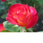 The Rose Garden
