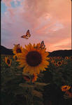 My yellow suns