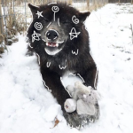 Rocky wolfs!