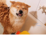 my grpuo