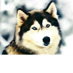 dog lovers 101 XD