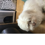 Romeo the dog