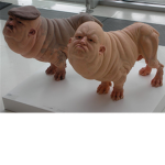 Plaideus